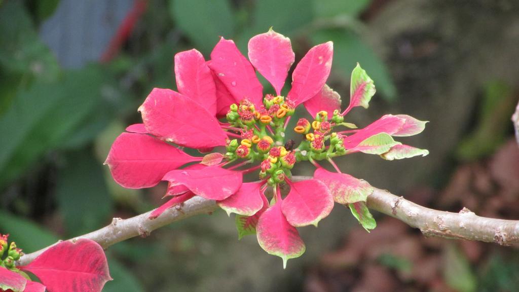 Pousada Laranja Lima Praia do Rosa Exterior foto